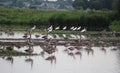 Group greylag gooses