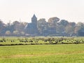 Greylag and white-fronted geese resting in meadow of polder Eempolder and church tower of Eemnes, Netherlands Royalty Free Stock Photo