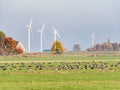 Greylag and white-fronted geese resting and feeding in meadow of polder Eempolder, Netherlands