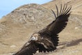 Group of Griffon Vulture Gyps fulvus flying in SiChuan, China Royalty Free Stock Photo