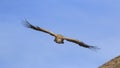 Group of Griffon Vulture Gyps fulvus flying in SiChuan, China Royalty Free Stock Photo