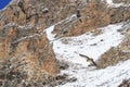 Group of Griffon Vulture Gyps fulvus flying in SiChuan, China Royalty Free Stock Photo