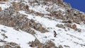 Group of Griffon Vulture Gyps fulvus flying in SiChuan, China Royalty Free Stock Photo