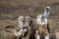 Group of Griffon Vulture Gyps fulvus in SiChuan, China Royalty Free Stock Photo