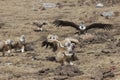Group of Griffon Vulture Gyps fulvus in SiChuan, China Royalty Free Stock Photo