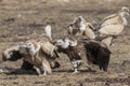 Group of Griffon Vulture Gyps fulvus in SiChuan, China Royalty Free Stock Photo