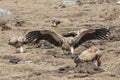 Group of Griffon Vulture Gyps fulvus in SiChuan, China Royalty Free Stock Photo