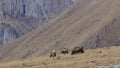 Group of Griffon Vulture Gyps fulvus in SiChuan, China Royalty Free Stock Photo