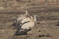 Group of Griffon Vulture Gyps fulvus in SiChuan, China Royalty Free Stock Photo