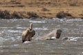 Group of Griffon Vulture Gyps fulvus in SiChuan, China Royalty Free Stock Photo