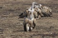 Group of Griffon Vulture Gyps fulvus in SiChuan, China Royalty Free Stock Photo