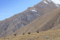 Group of Griffon Vulture Gyps fulvus in SiChuan, China Royalty Free Stock Photo