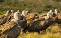 A group of Griffon Vultures resting on the ground Royalty Free Stock Photo