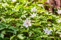 Group of growing Anemone Nemorosa white flowers in early spring forest Royalty Free Stock Photo