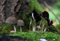 Group of growing mushrooms top autumn time Royalty Free Stock Photo