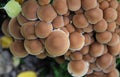 Group of growing mushrooms top autumn time Royalty Free Stock Photo