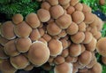 Group of growing mushrooms top autumn time Royalty Free Stock Photo