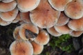 Group of growing mushrooms top autumn time Royalty Free Stock Photo