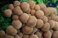 Group of growing mushrooms top autumn time Royalty Free Stock Photo