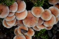 Group of growing mushrooms top autumn time Royalty Free Stock Photo