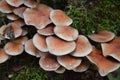 Group of growing mushrooms top autumn time Royalty Free Stock Photo