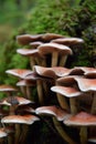 Group of growing mushrooms top autumn time Royalty Free Stock Photo