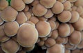 Group of growing mushrooms top autumn time Royalty Free Stock Photo