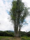 Group of grown bamboo, Mindo, Ecuador Royalty Free Stock Photo