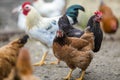 Group of grown healthy red and black hens and big white rooster Royalty Free Stock Photo