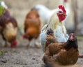 Group of grown healthy red and black hens and big white rooster outdoor walking feeding in poultry yard on bright sunny day. Royalty Free Stock Photo