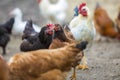 Group of grown healthy red and black hens and big white rooster outdoor walking feeding in poultry yard on bright sunny day. Royalty Free Stock Photo