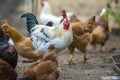 Group of grown healthy red and black hens and big white rooster outdoor walking feeding in poultry yard on bright sunny day. Royalty Free Stock Photo