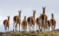 Group guanaco in the national park Torres del Paine. Chile. Royalty Free Stock Photo