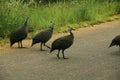 Group of Guinea Fowls Royalty Free Stock Photo