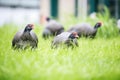 group of guinea fowls pecking on grass