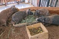 Group of guinea pig called Skinny pig eating grass Royalty Free Stock Photo