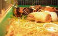 A group of guinea Pigs are eating Royalty Free Stock Photo