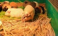 A group of guinea Pigs are eating Royalty Free Stock Photo