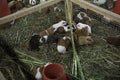 A group of guinea pig eating Royalty Free Stock Photo