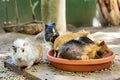 Group of guinea pigs in eating spot