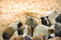 Group of guinea pigs feeding Royalty Free Stock Photo