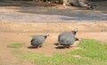 Group of Guineafowl or Guineahen in farm Royalty Free Stock Photo