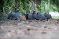 Group of guineafowl in the wild.Domestic guineafowl sometimes called pintades, pearl hen, or gleanies