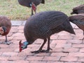 Flock of guineafowl eating bird seed on the outdoor patio