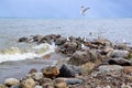 Group of gulls and big wave crashing against rocky shoreline on Georgian Bay