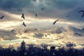 Group of gulls flying on the Park at night. Retiro park , Madrid, Spain Royalty Free Stock Photo