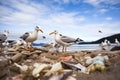 group of gulls pecking at tideline debris on a beach Royalty Free Stock Photo