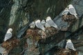 Group of gulls perched on a wet rock by the water Royalty Free Stock Photo