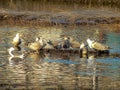 A group of gulls are resting in shallow water, on a motley background Royalty Free Stock Photo