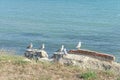 A group of gulls sits on the ruins of a brick wall on the border of the shore and the sea Royalty Free Stock Photo